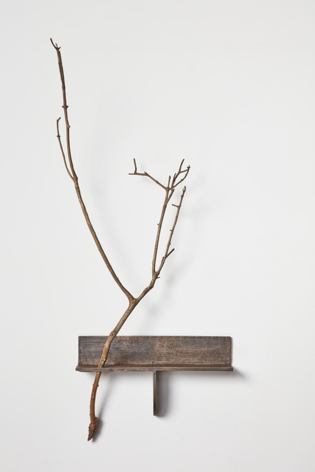 Ishmael Randall-Weeks, Shelf with olive branch , 2023