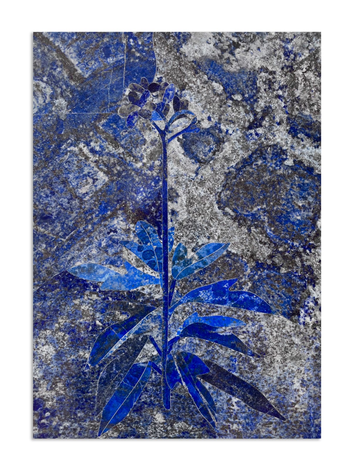 Hamra Abbas, Flower Studies 7, 2023