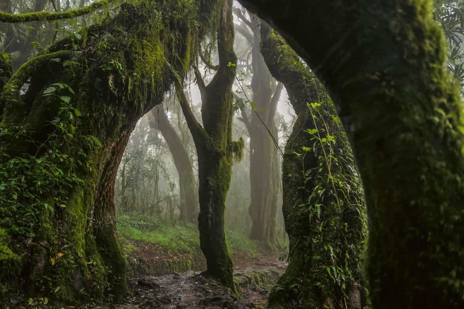 Omar Al Gurg, Everyman's Mountain: Forest – 001 , 2021