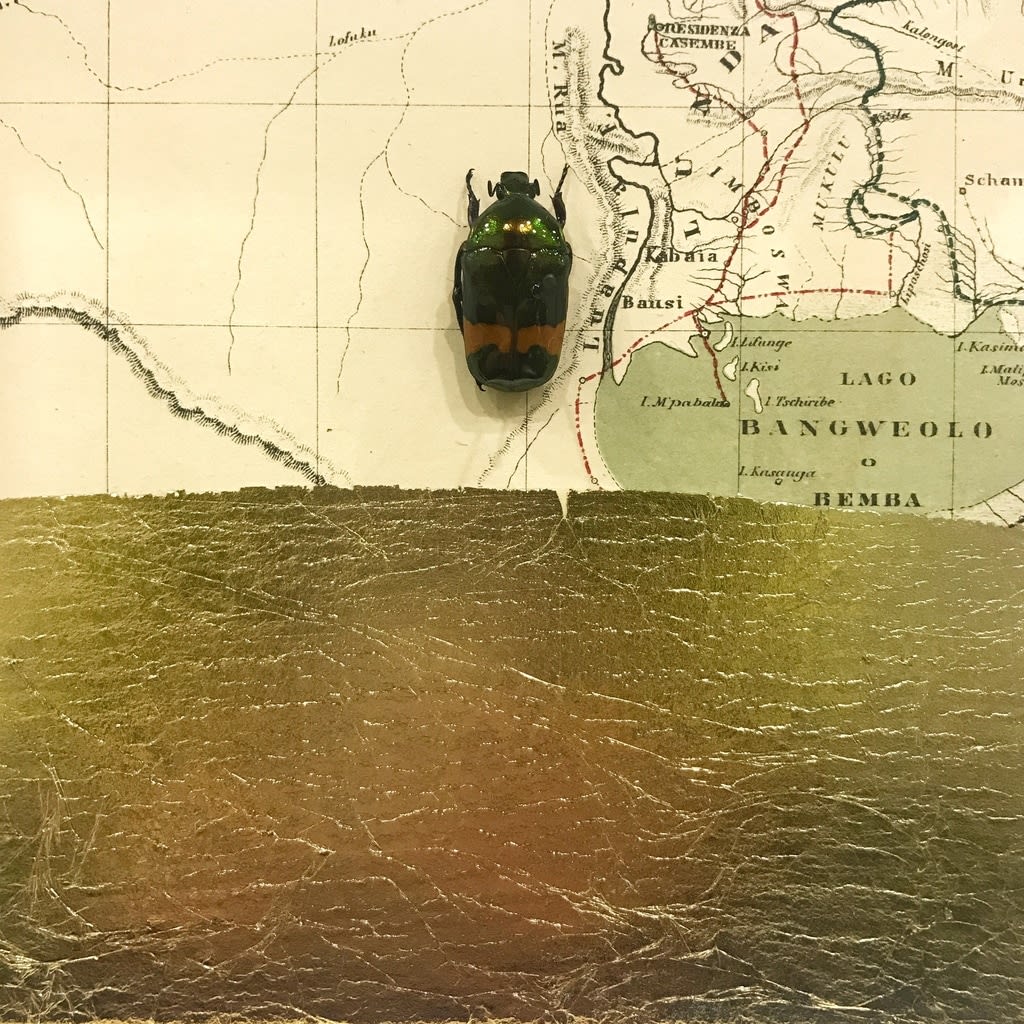 Alice Padovani, Lago Bangweolo, 2020