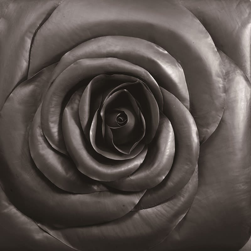 Cai Zhisong 蔡志松, Rose, 2014