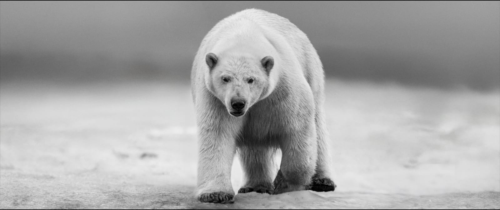 David Yarrow, No Time to Kill