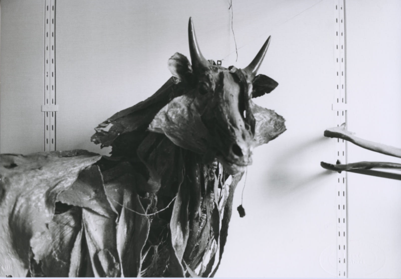 Hervé Guibert, Musée de l'École Vétérinaire, Maisons-Alfort, 1978