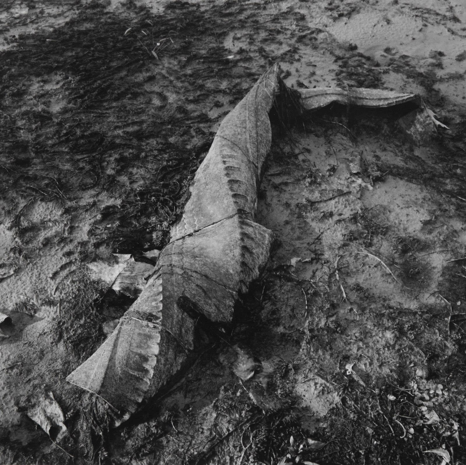 Steven Rifkin, Untitled, Lake Lemon, IN, 1976