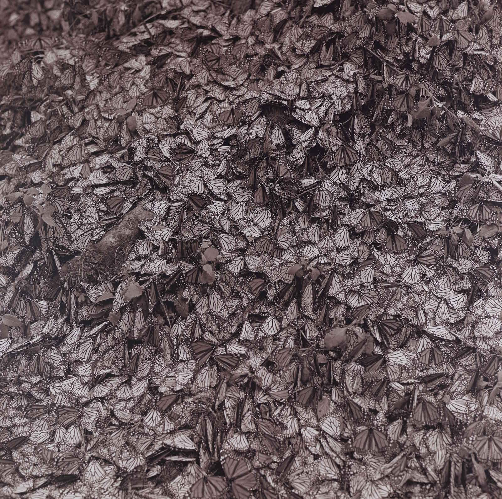 Steven Rifkin Untitled, Michoacán, Mexico Tirage gélatino-argentique