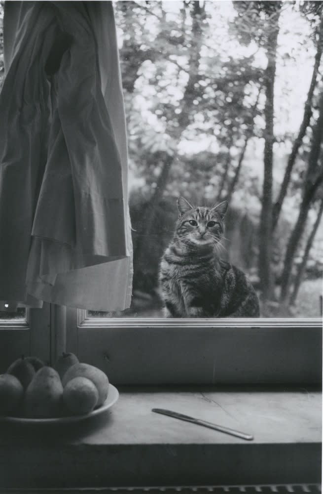Hervé Guibert, Le chat, Villa Médicis, n.d.