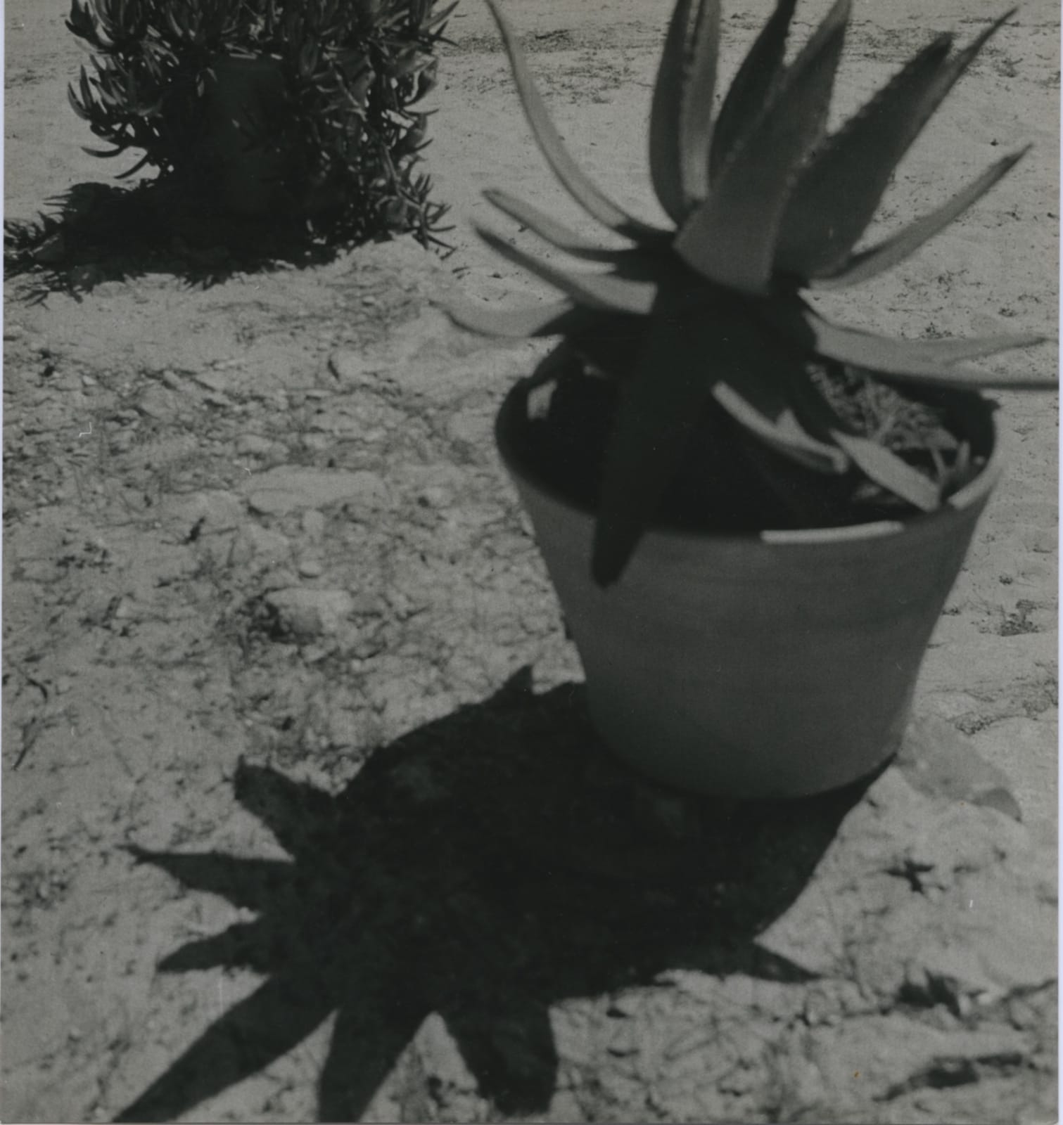 Jean Moral, Cactus, c. 1932