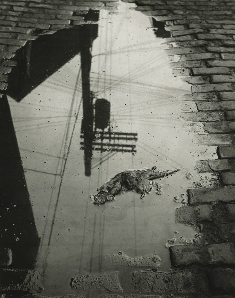 Marvin E. Newman, Rat and Street Sign Reflection, Chicago, 1950