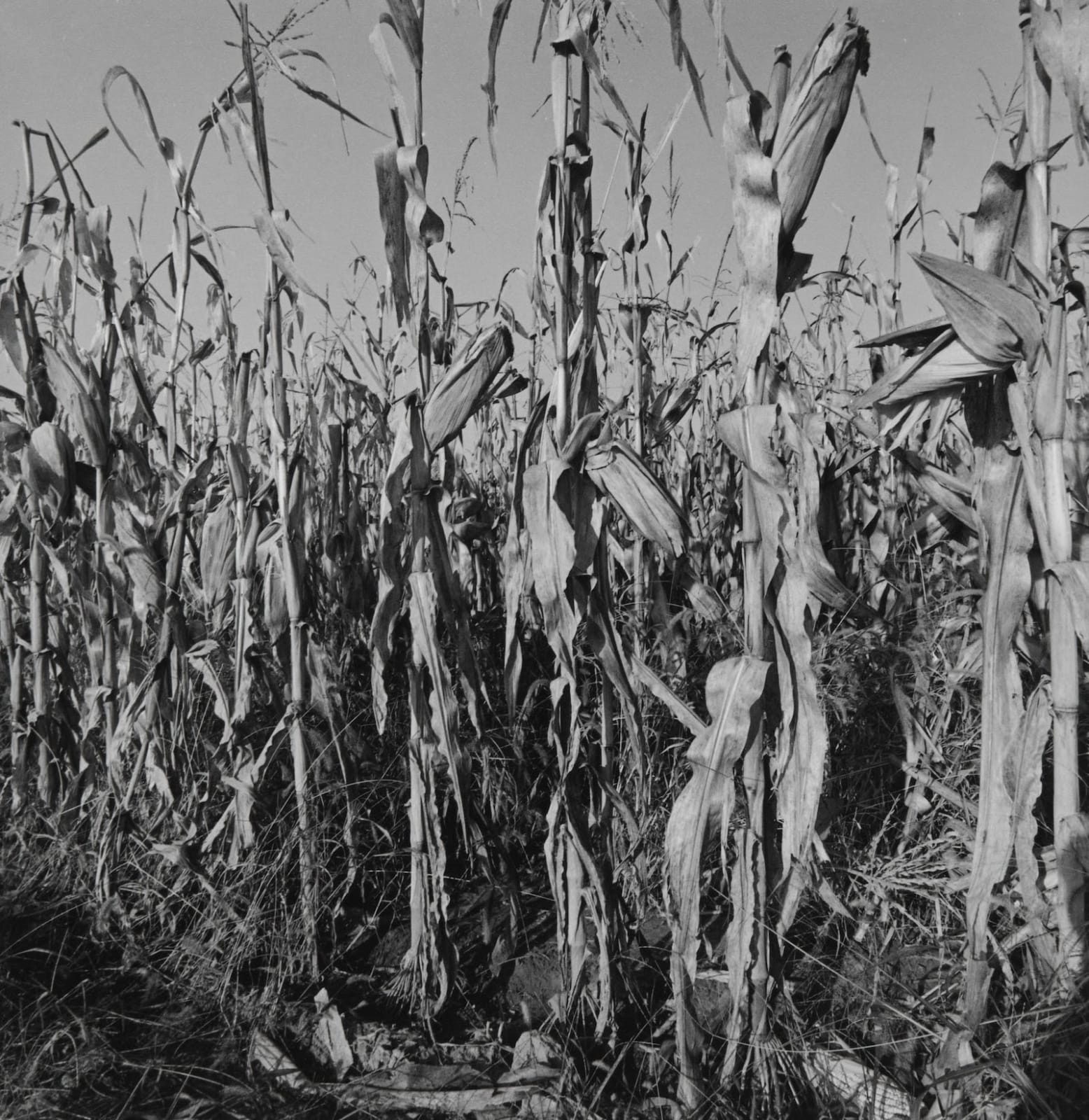 Steven Rifkin, Untitled, Bloomington, IN, 1977