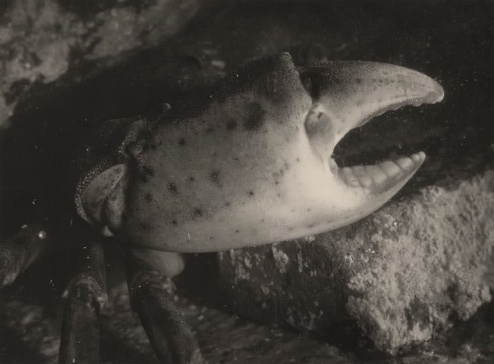 Eli Lotar, Pince de crabe, 1929