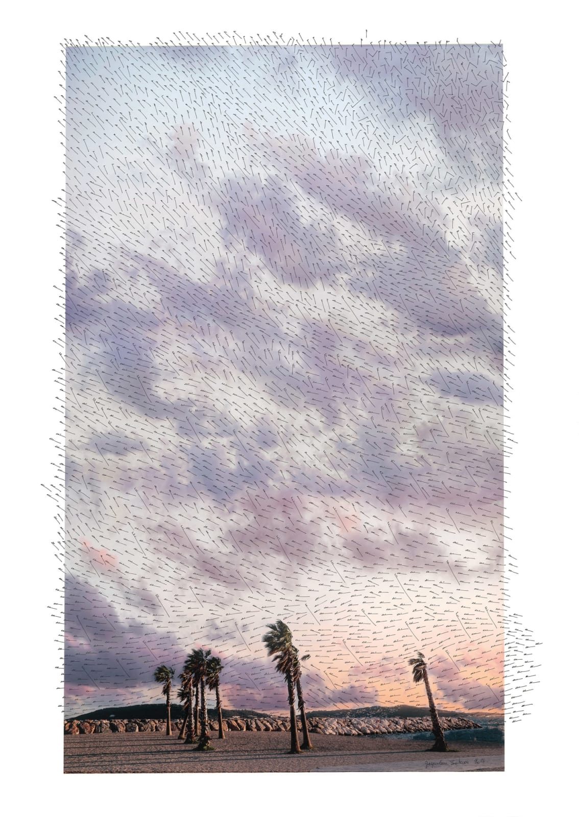 Jacqueline Salmon, Palmiers, Toulon, 2015