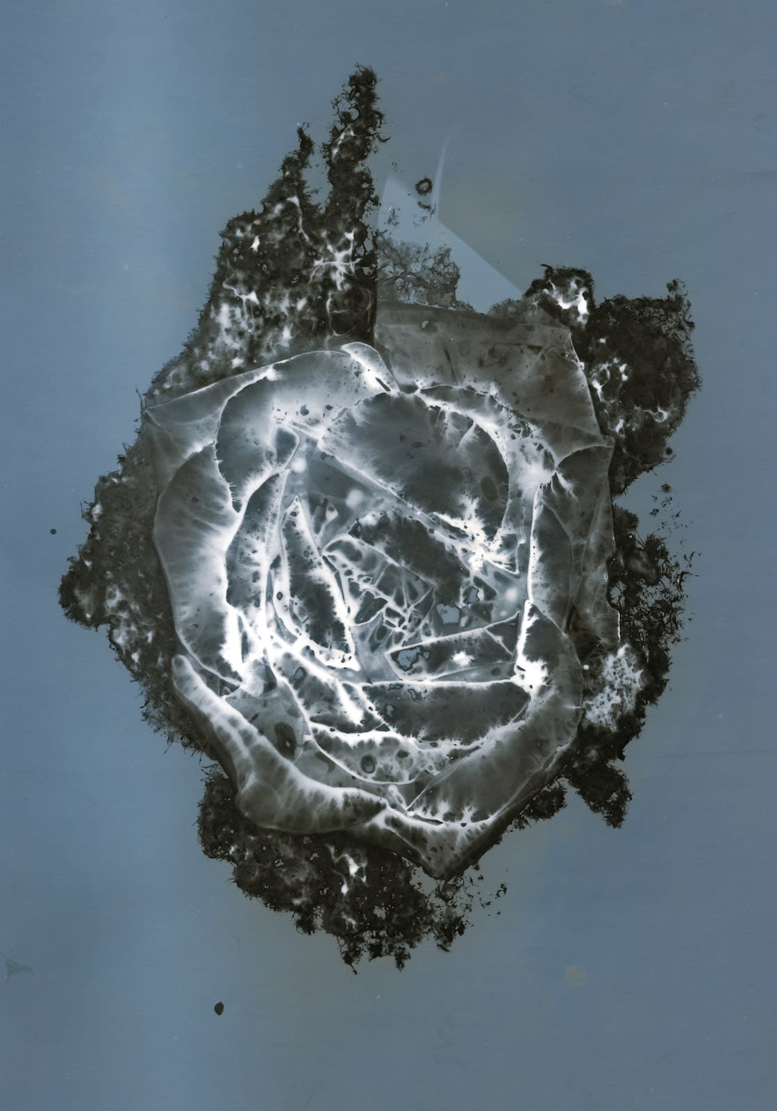 Thierry Balanger, Fleurs cassées #12, 2000