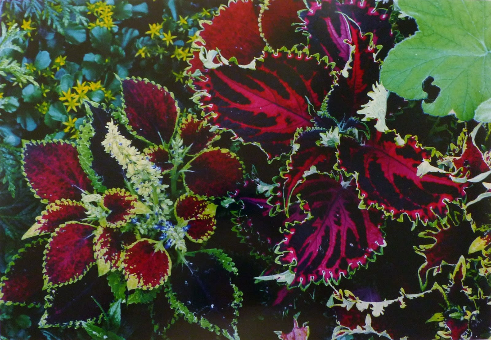 Ernst Haas, Flowers, Coleus, Rockport, Maine, 1982