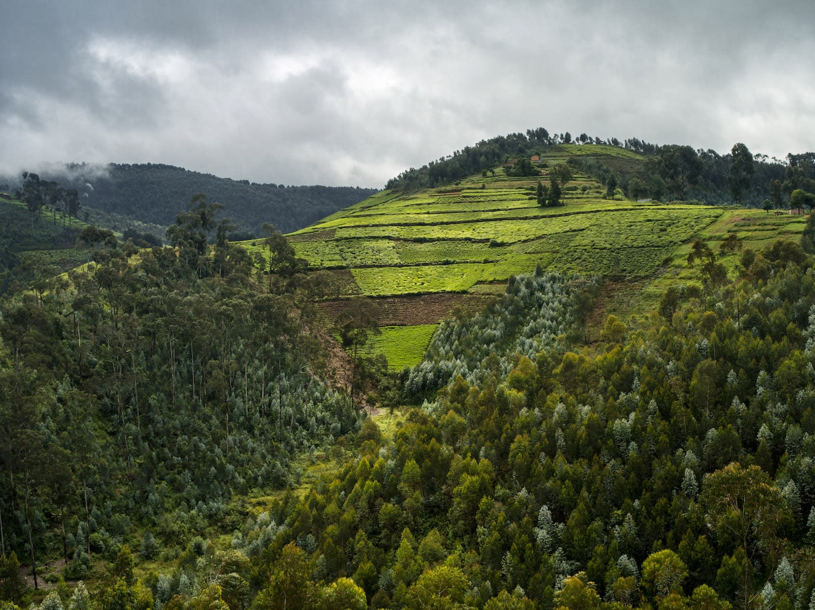 Alexis Cordesse, Sans titre, Forêt primaire de Nyungwe, Rwanda, 2013