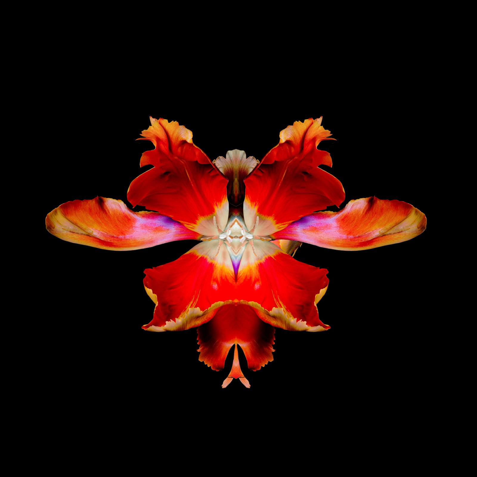 Jeff Robb, Purpura Cornu