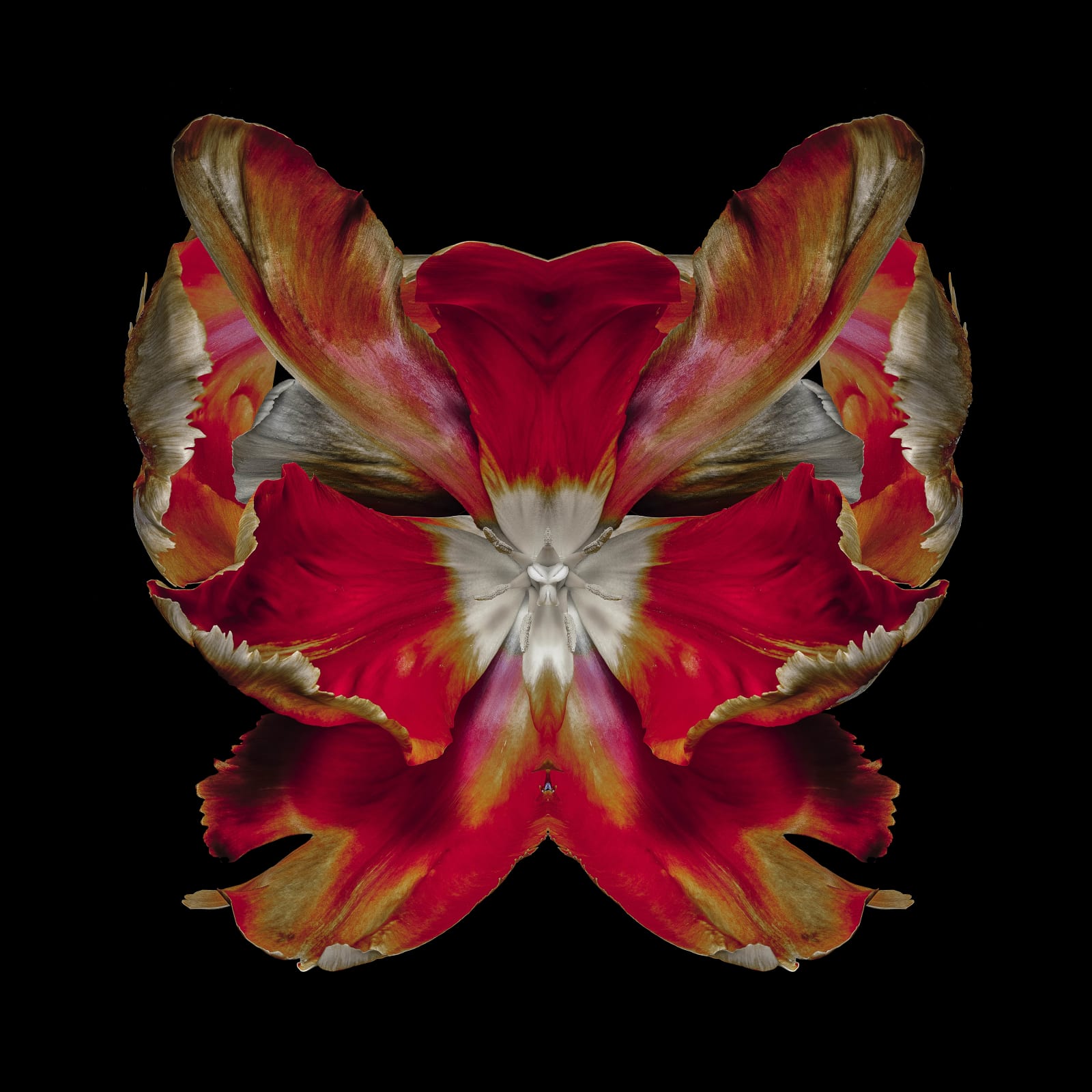 Jeff Robb, Papilo Publicanus