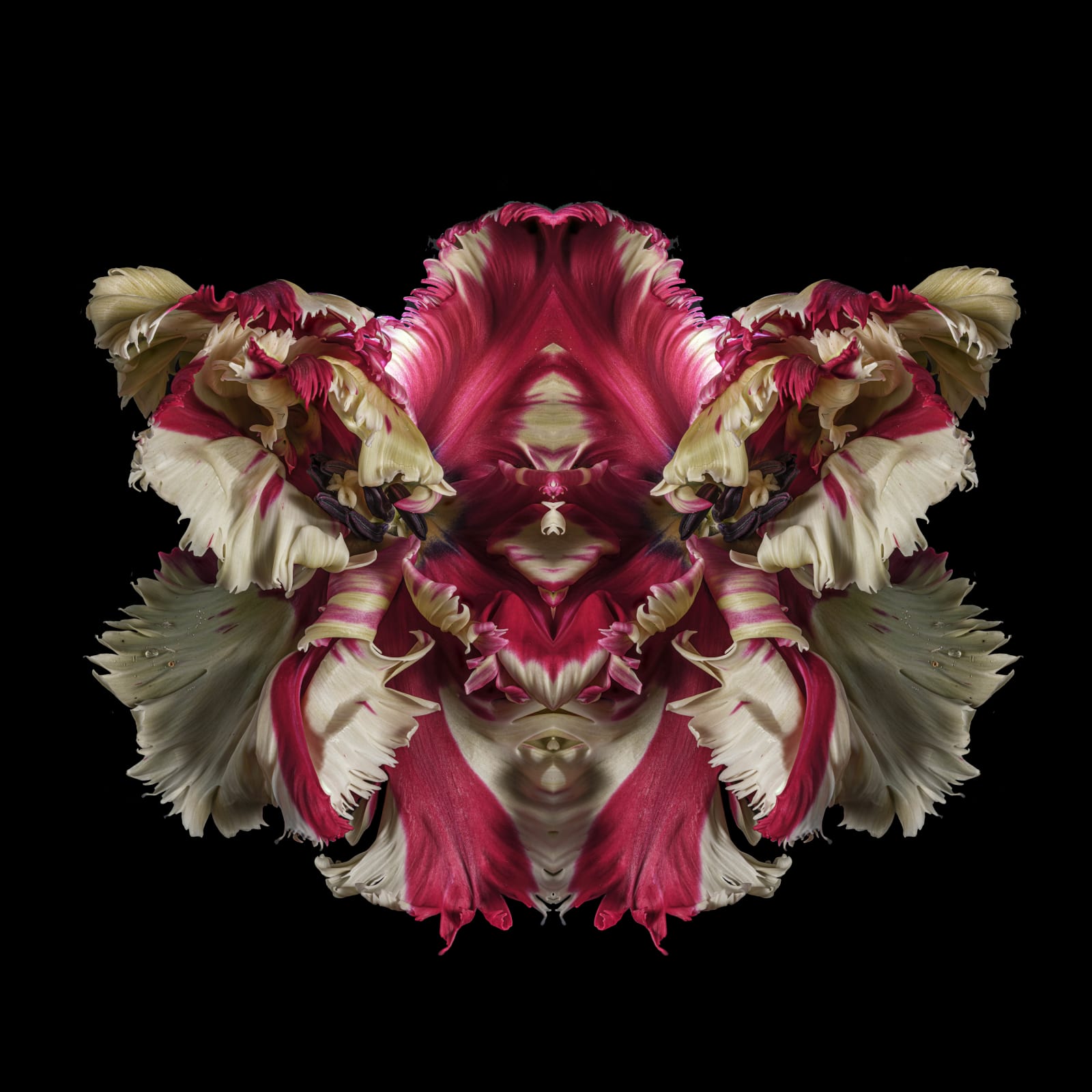 Jeff Robb, Invicta Custodiat