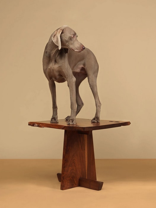 William Wegman, Tabled, 2015
