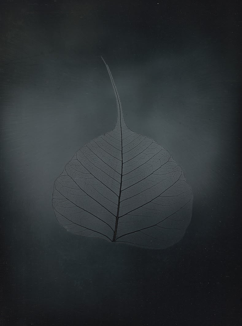 Binh Danh, Untitled Bhodi leaf, from the series, "Aura of Botanical Specimen", 2023