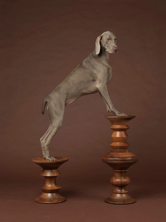 William Wegman, Double Up, 2015