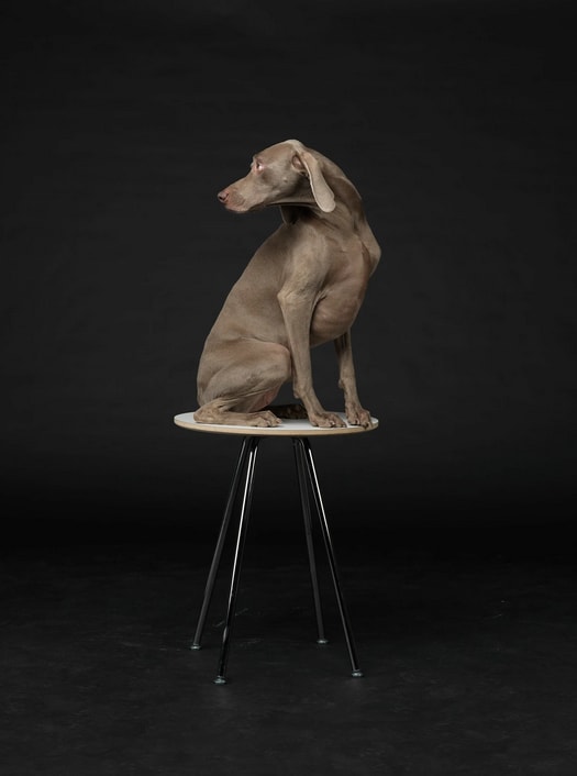 William Wegman, Lit from Within, 2015