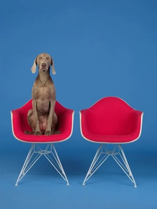 William Wegman, 2 for One, 2015