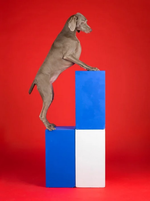 William Wegman, Blocked, 2014