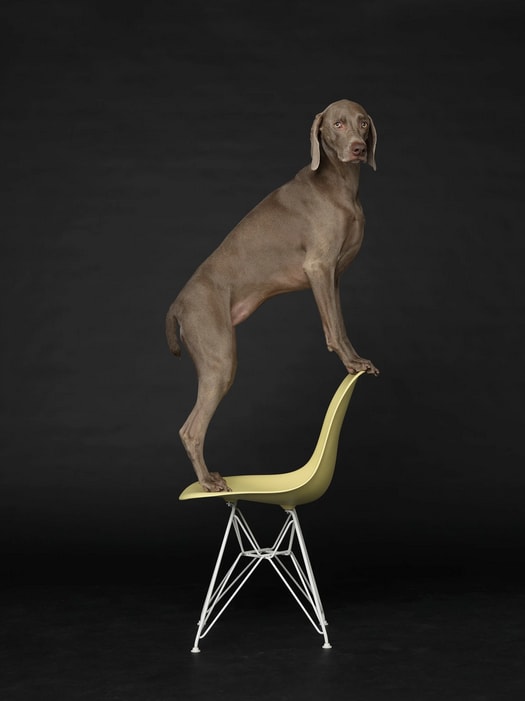 William Wegman, Low to High, 2015