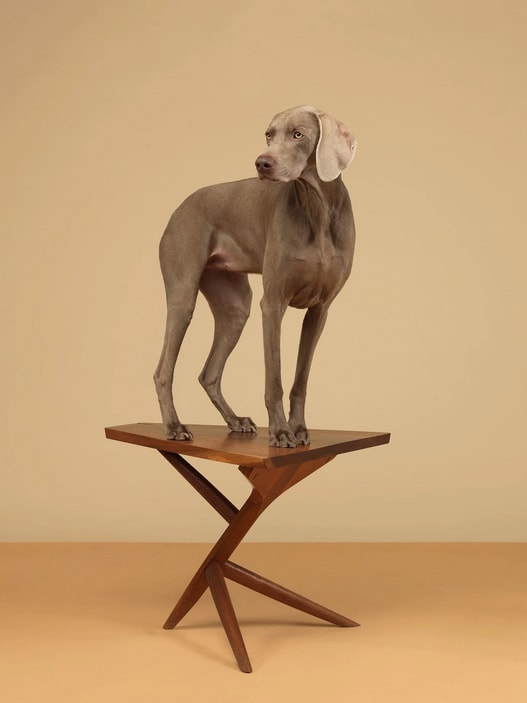 William Wegman, 7 Legs, 2015