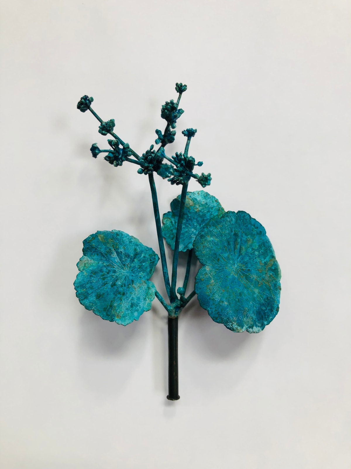 Beverly Penn, LS213 Pennywort, 2024
