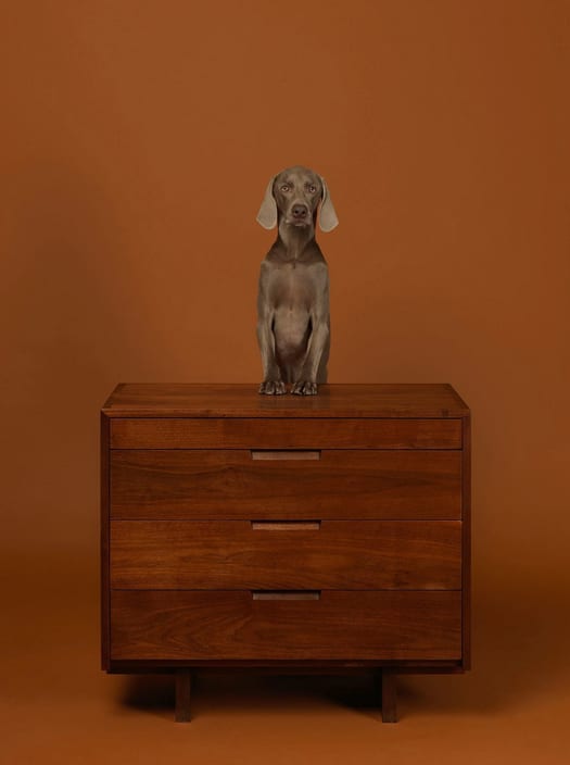 William Wegman, Addressed, 2015