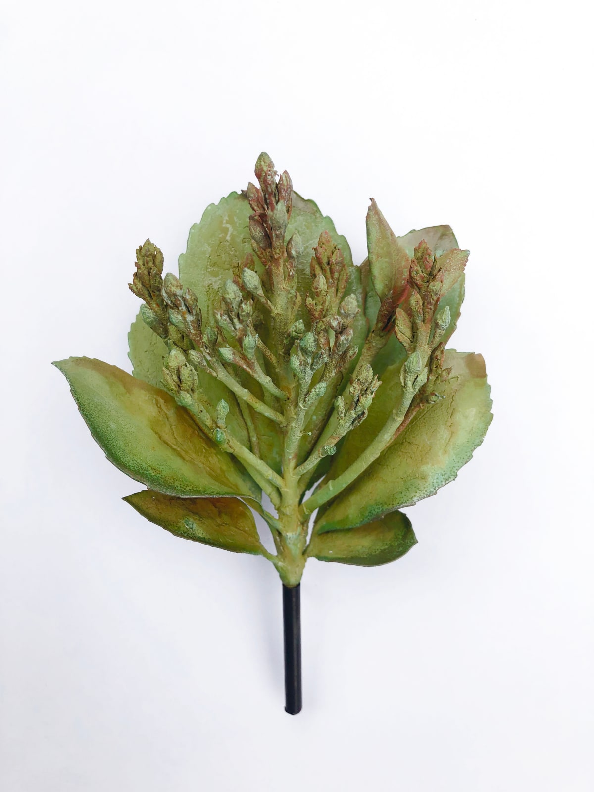 Beverly Penn, LS215 Hawthorne, 2025