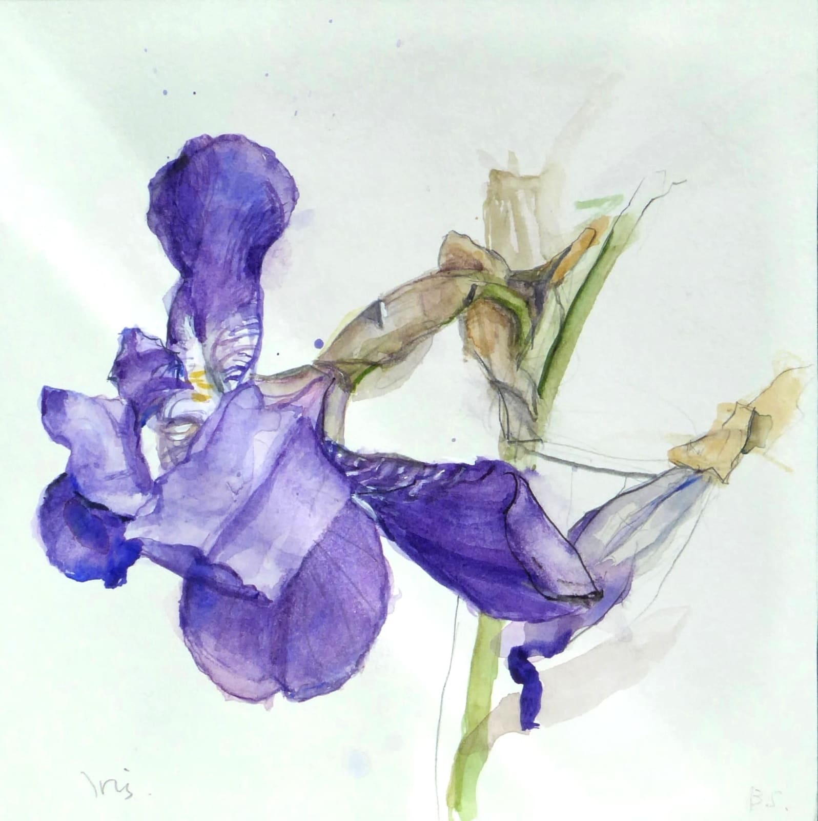 Brian Sayers, Iris, 2022