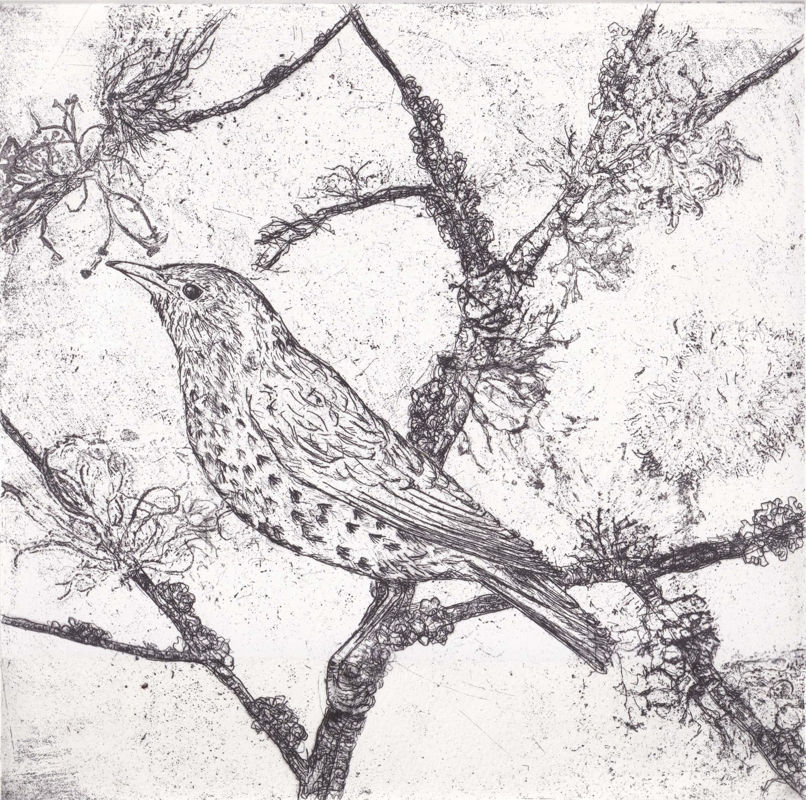 Melanie Miller, Thrush , 2024