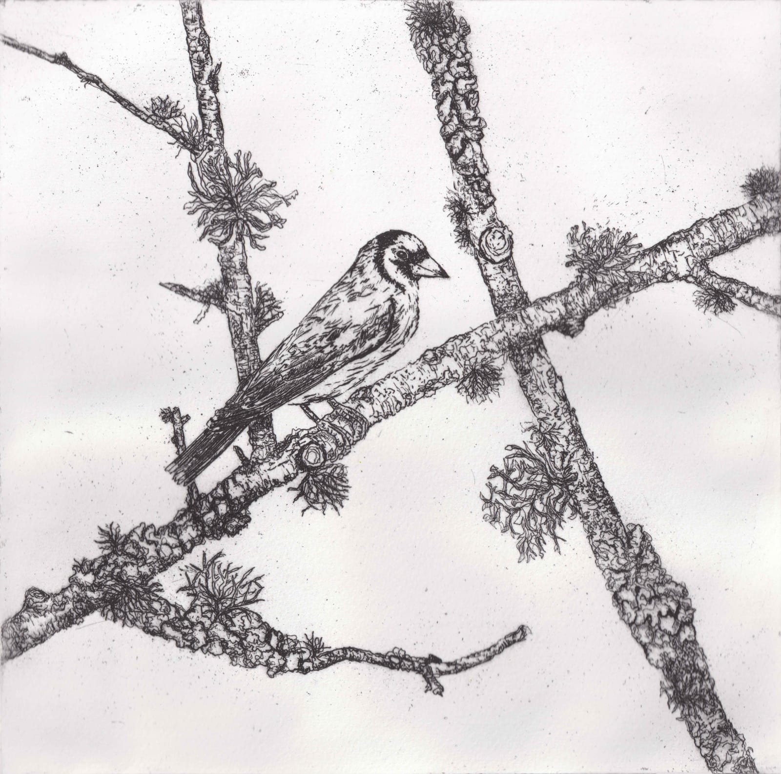 Melanie Miller, Goldfinch , 2024