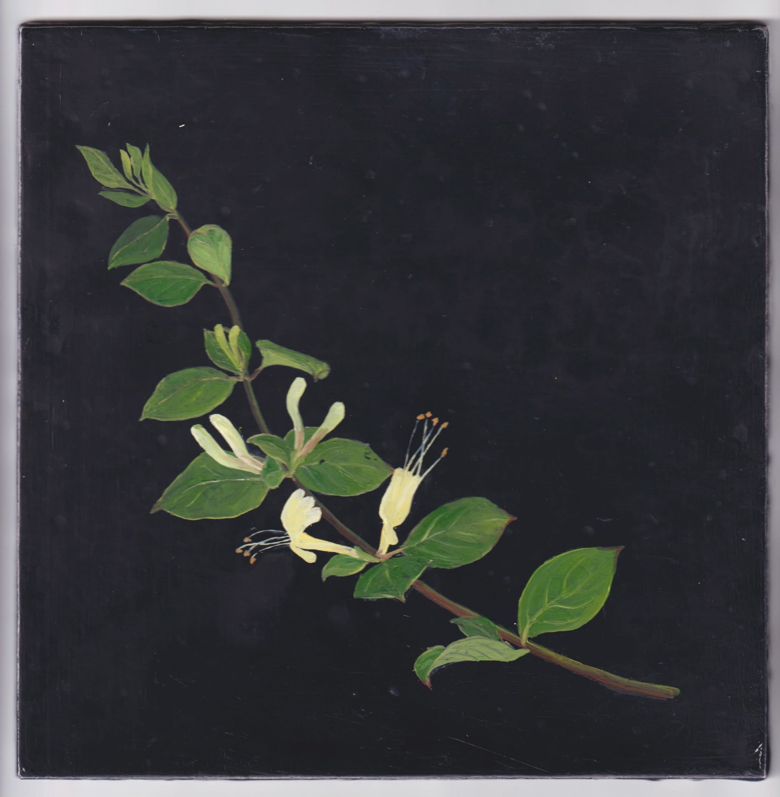 Melanie Miller, Honeysuckle, 2023