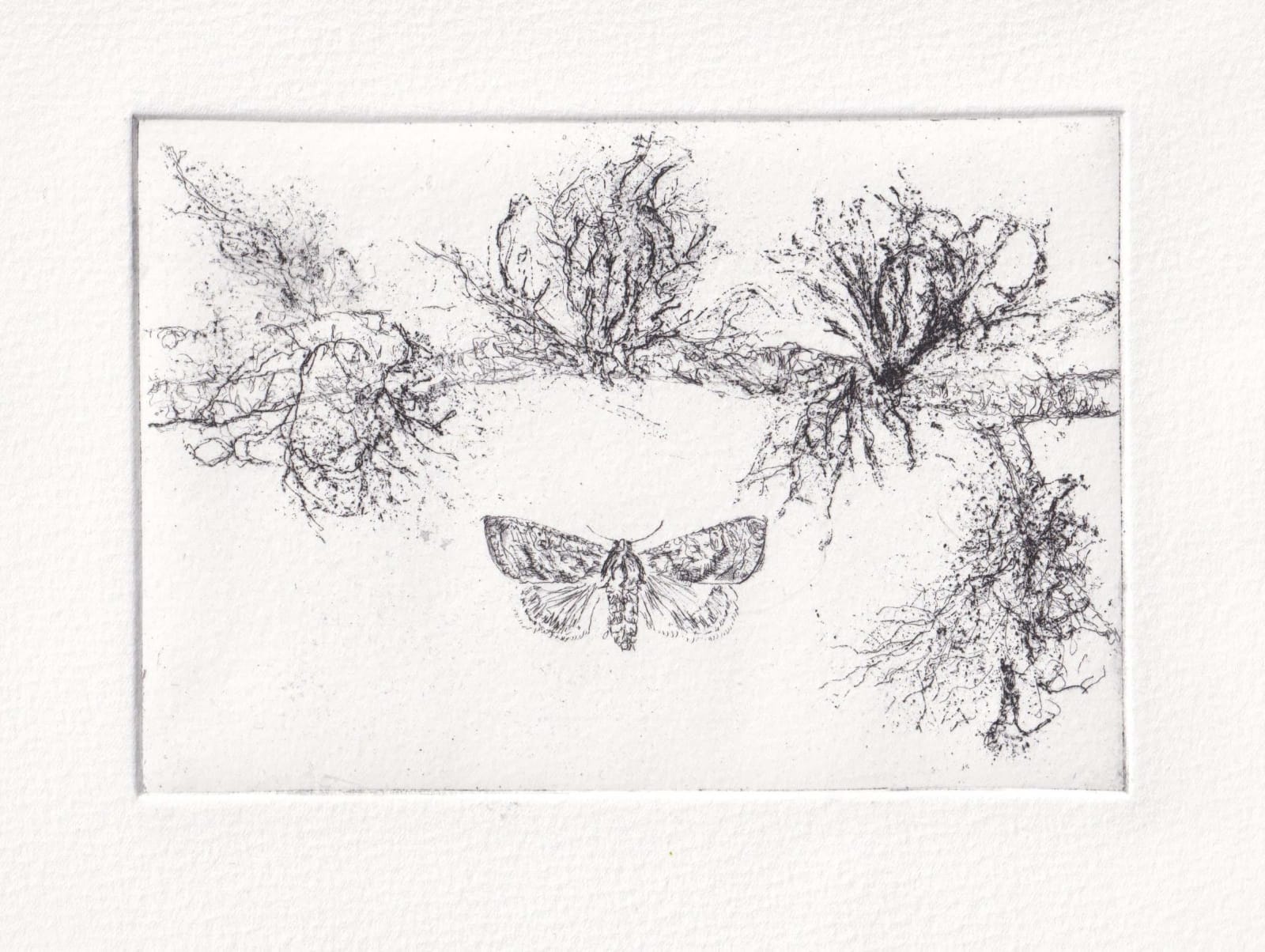 Melanie Miller, Lichen Moths, 2024
