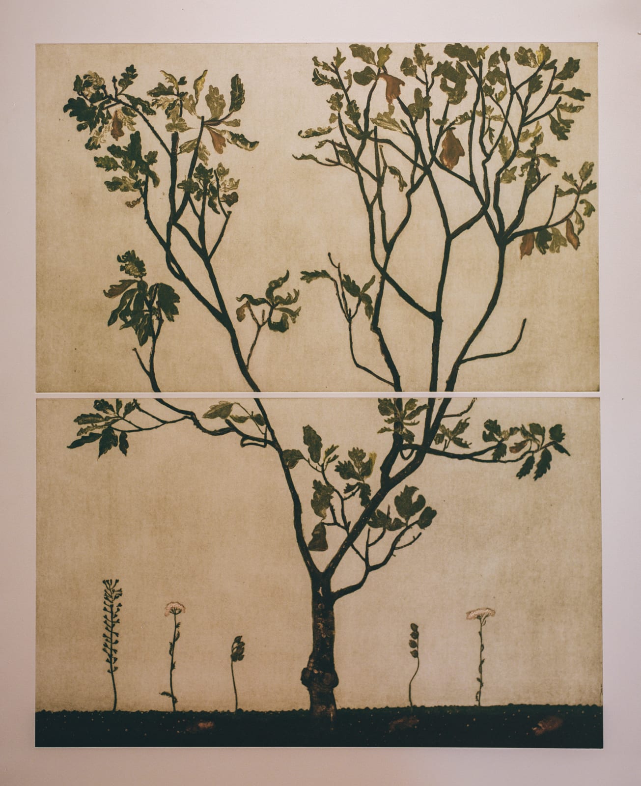 Cliona Doyle, Oak Tree, 2023