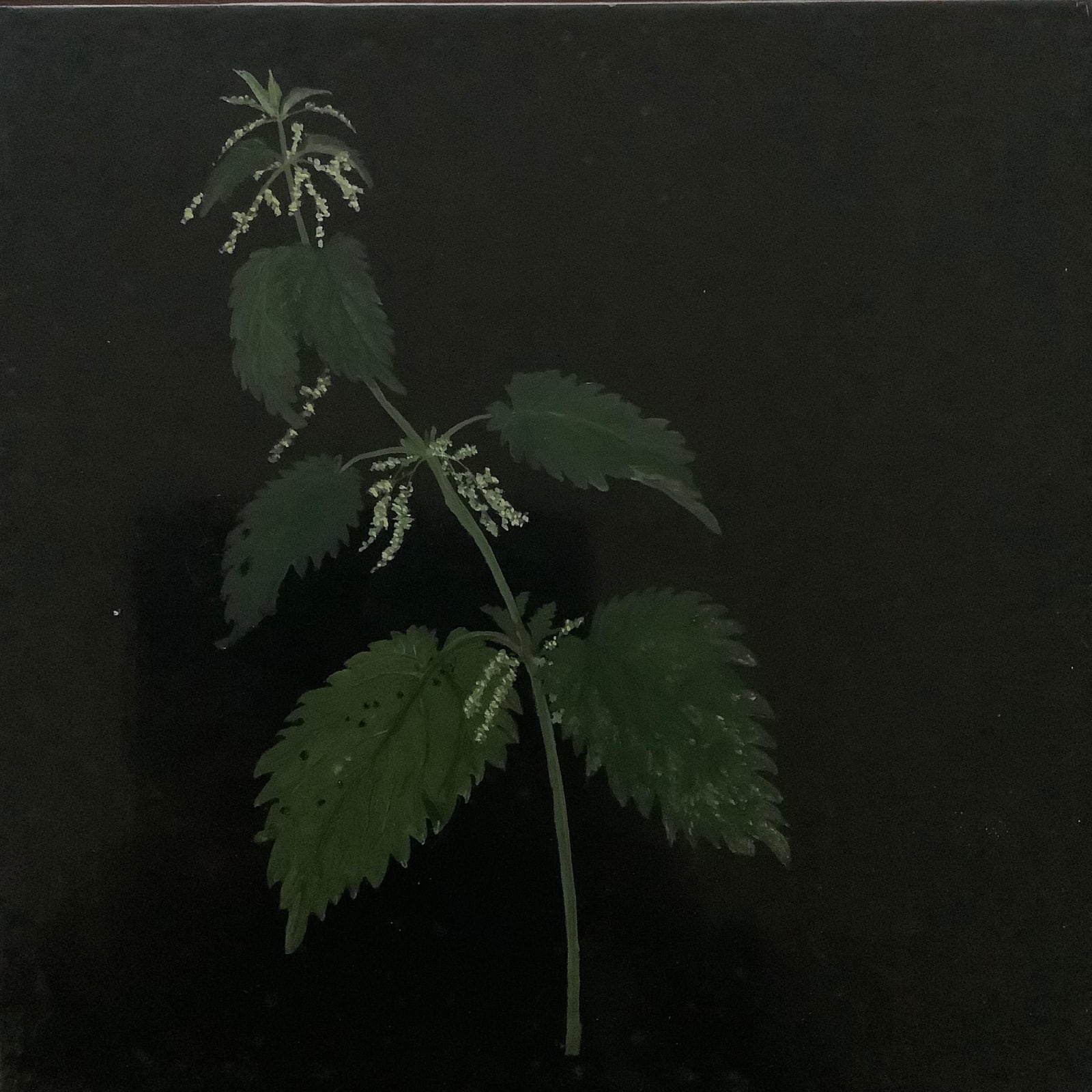 Melanie Miller, Cornish Nettle, 2023