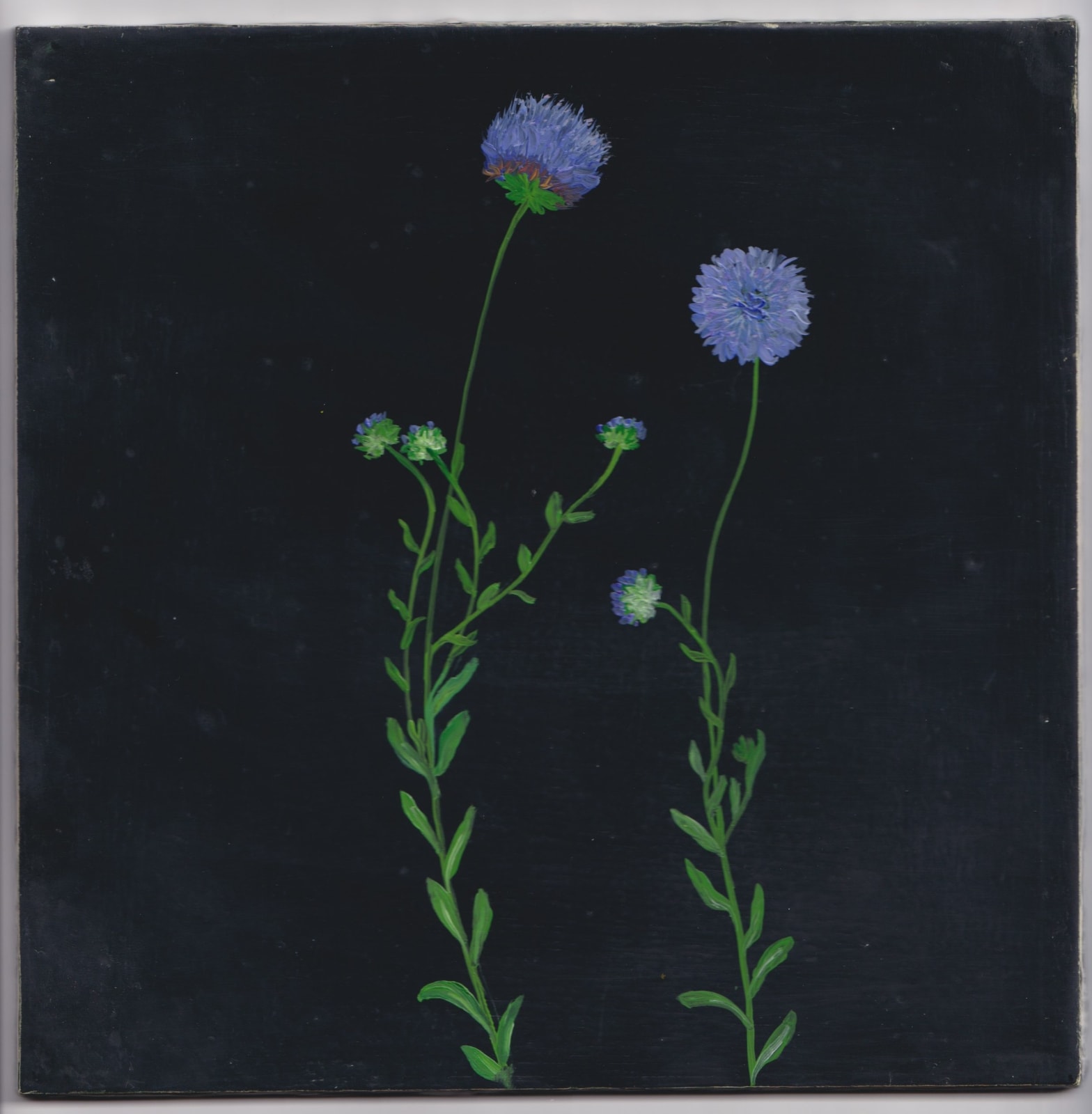 Melanie Miller, Sheeps Buttons, 2023