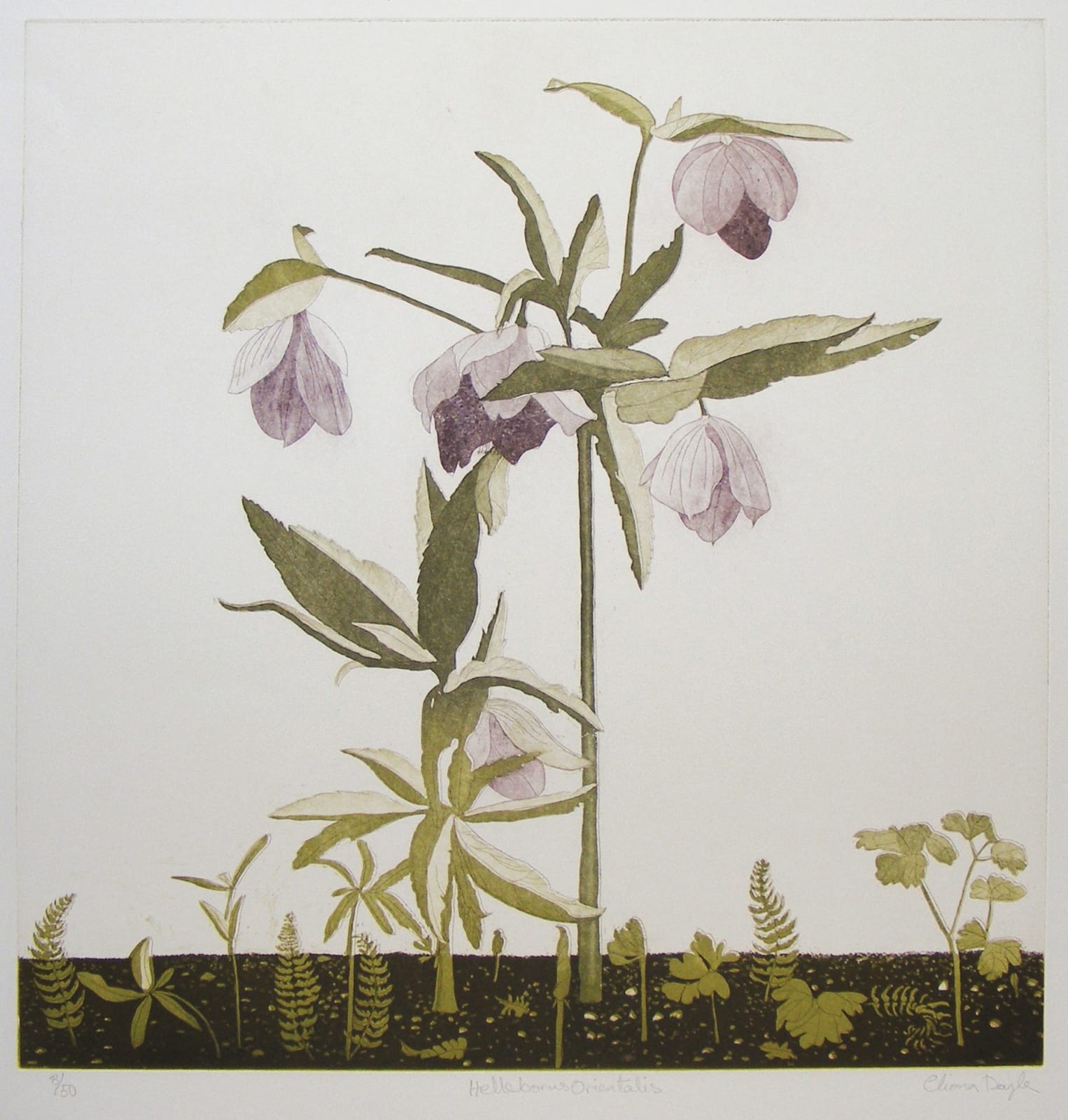 Cliona Doyle, Hellebores Orientalis