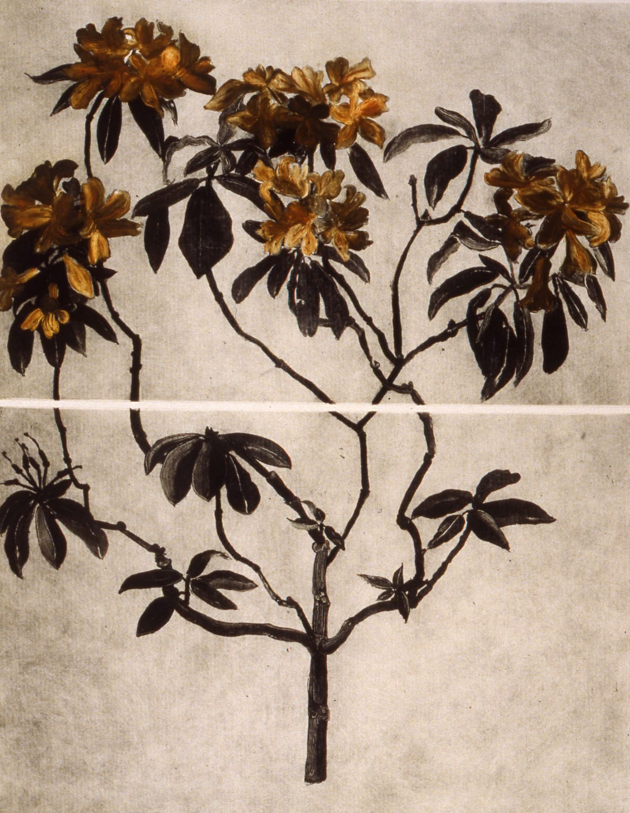 Cliona Doyle, Rhododendron Javanicum