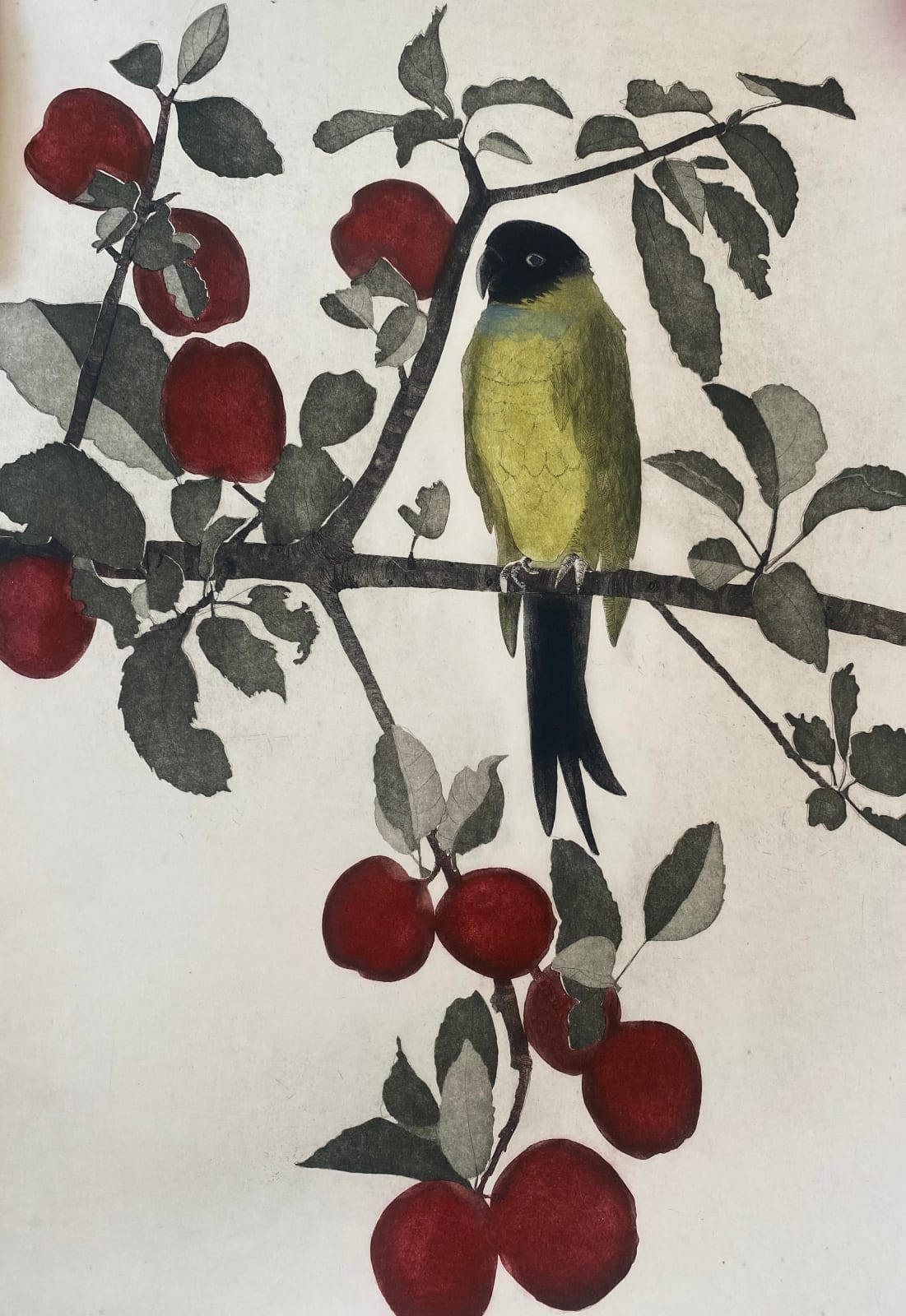 Cliona Doyle, Black Headed Conure , 2023