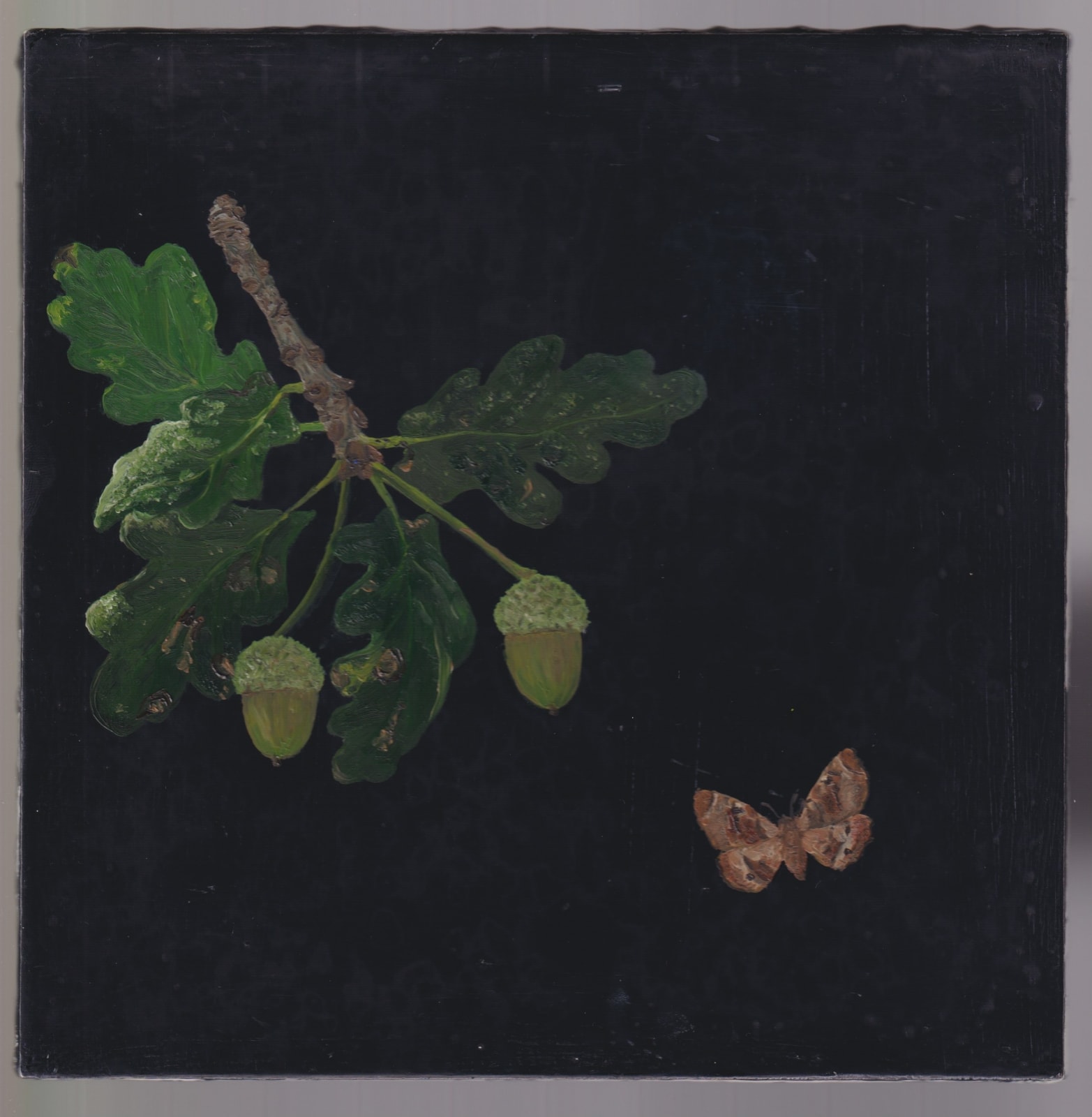 Melanie Miller, Acorn, 2023