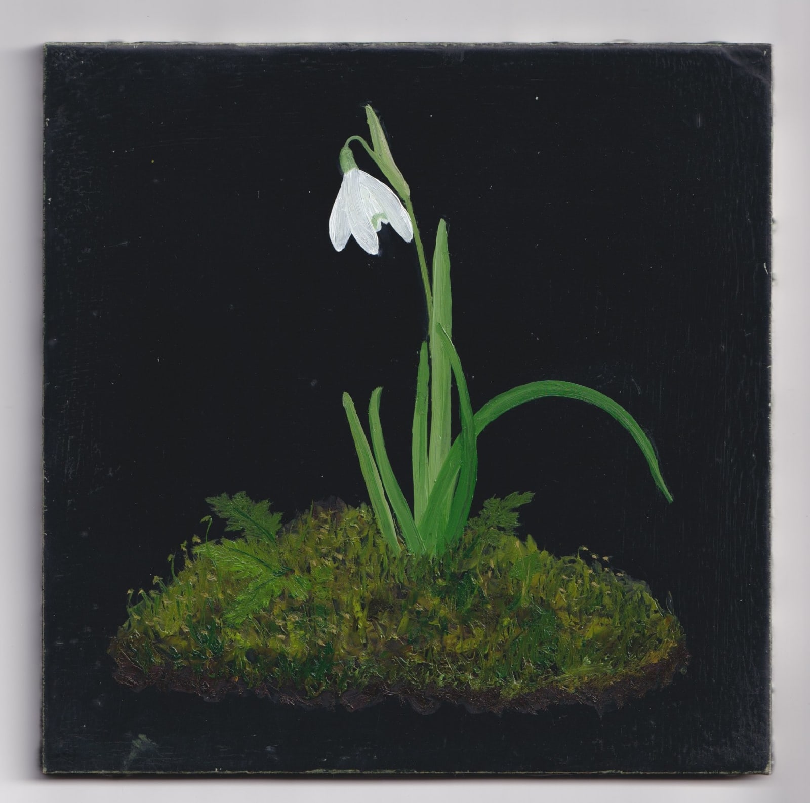 Melanie Miller, Snowdrop, 2023