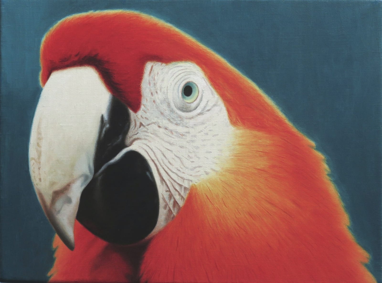 Nicholas Pace, Scarlet Macaw Portrait