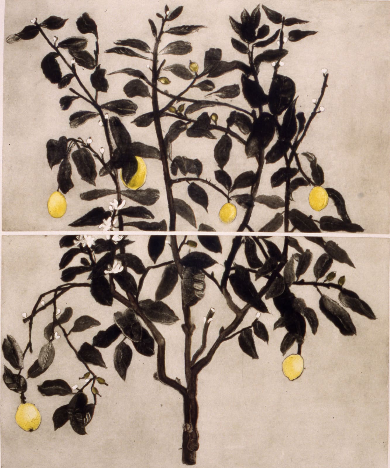 Cliona Doyle, Lemon Tree