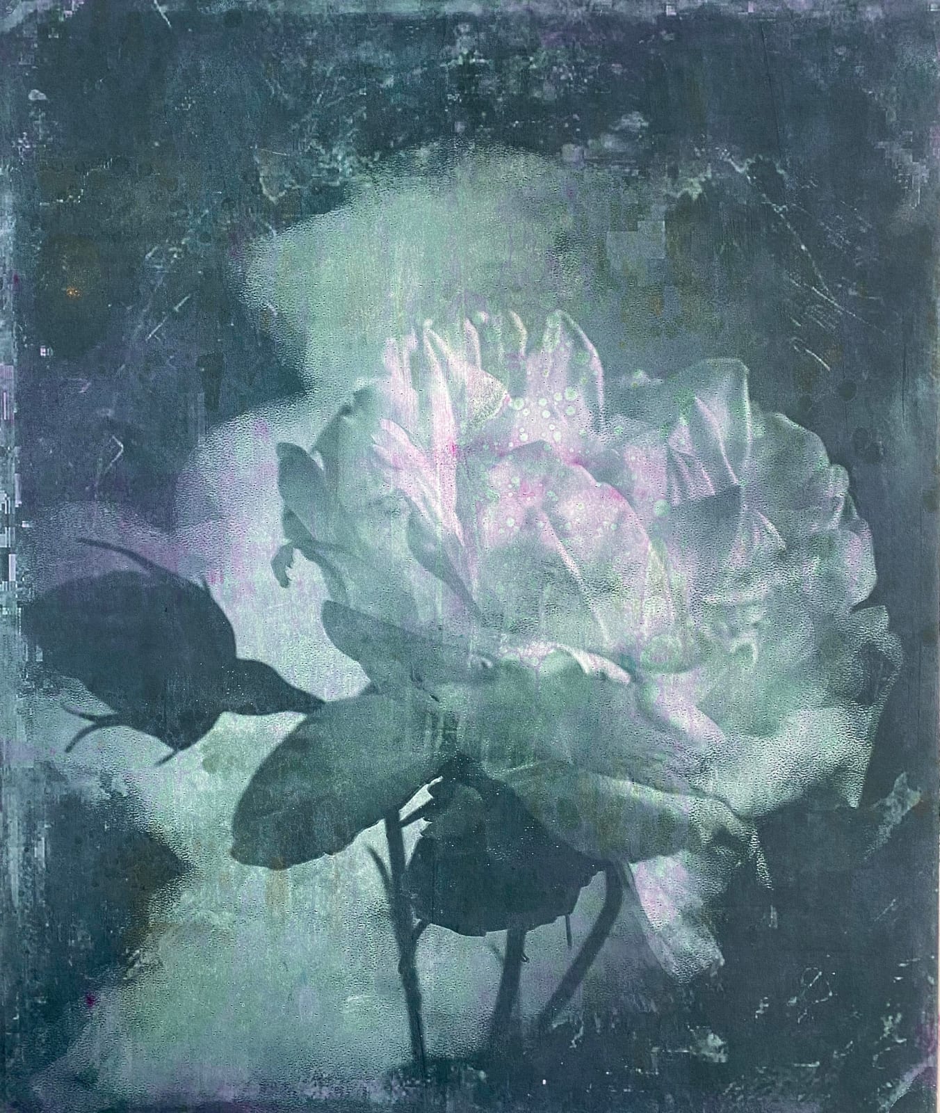 Nick Archer, Green Rose with Pink 3, 2025