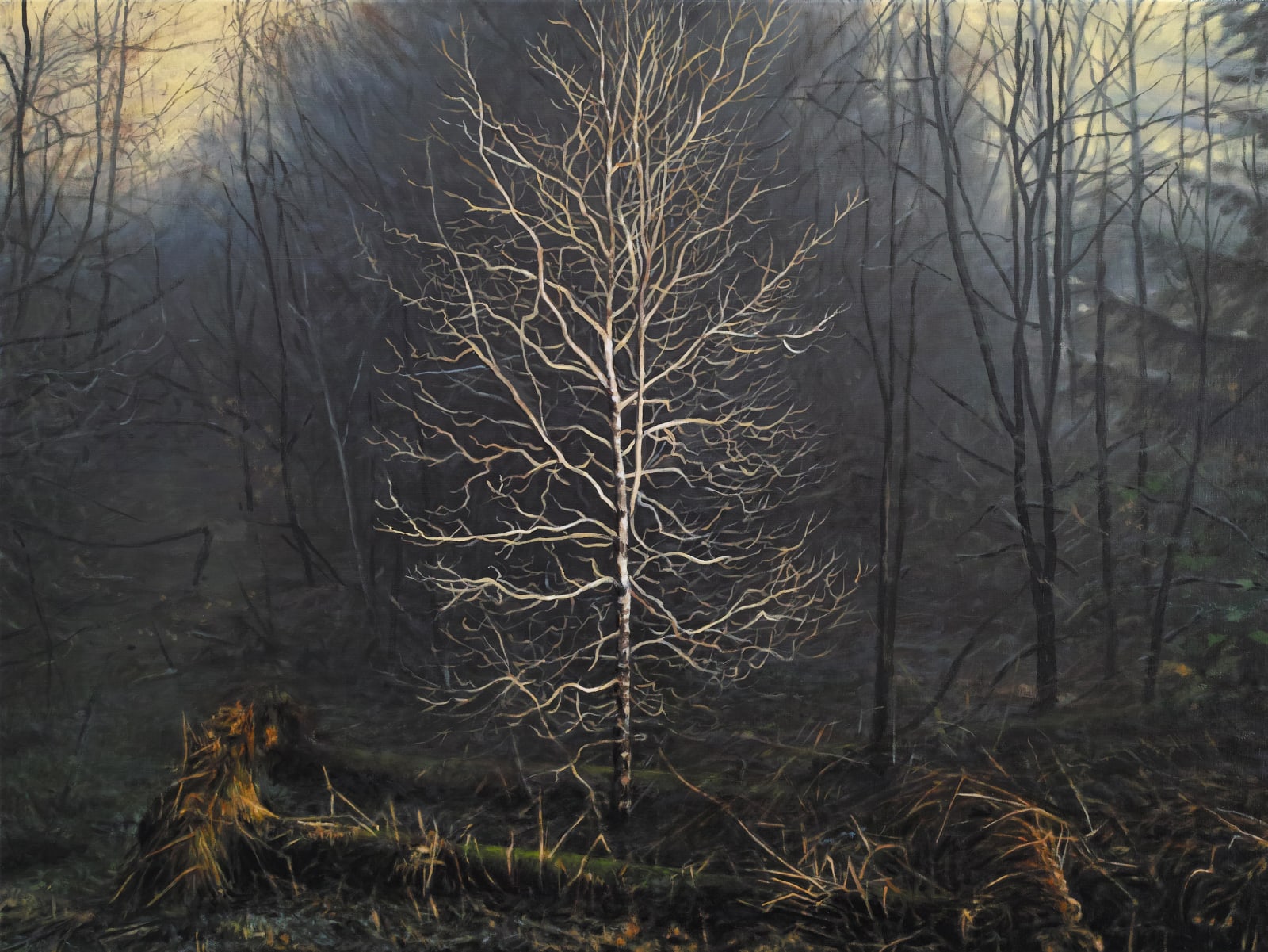 Philip Braham, Winter Light in Torlum Woods, 2020