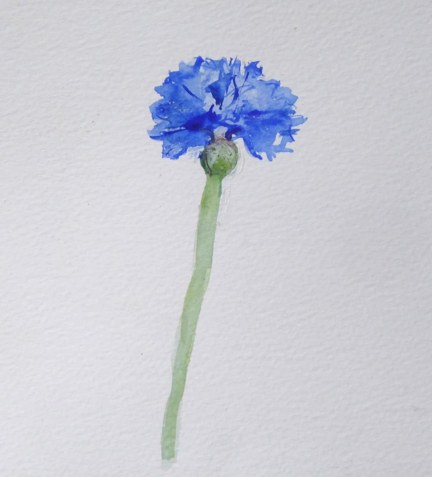 Brian Sayers, Cornflower, 2023